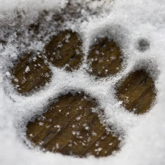 Зимние реагенты: чем они опасны для лап собак и как защититься