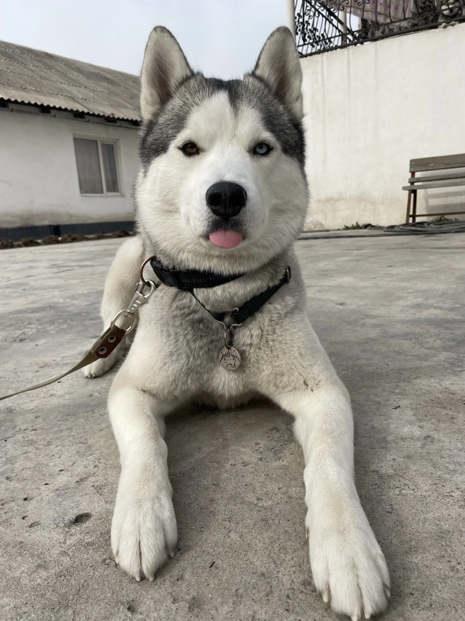 дрессировка хаски в Алматы