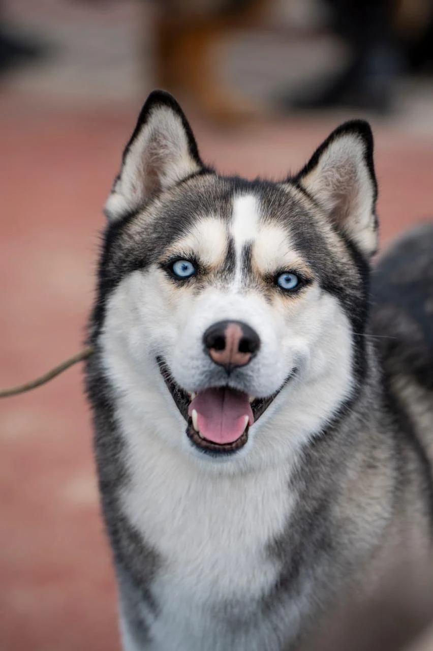 дрессировка хаски в Алматы