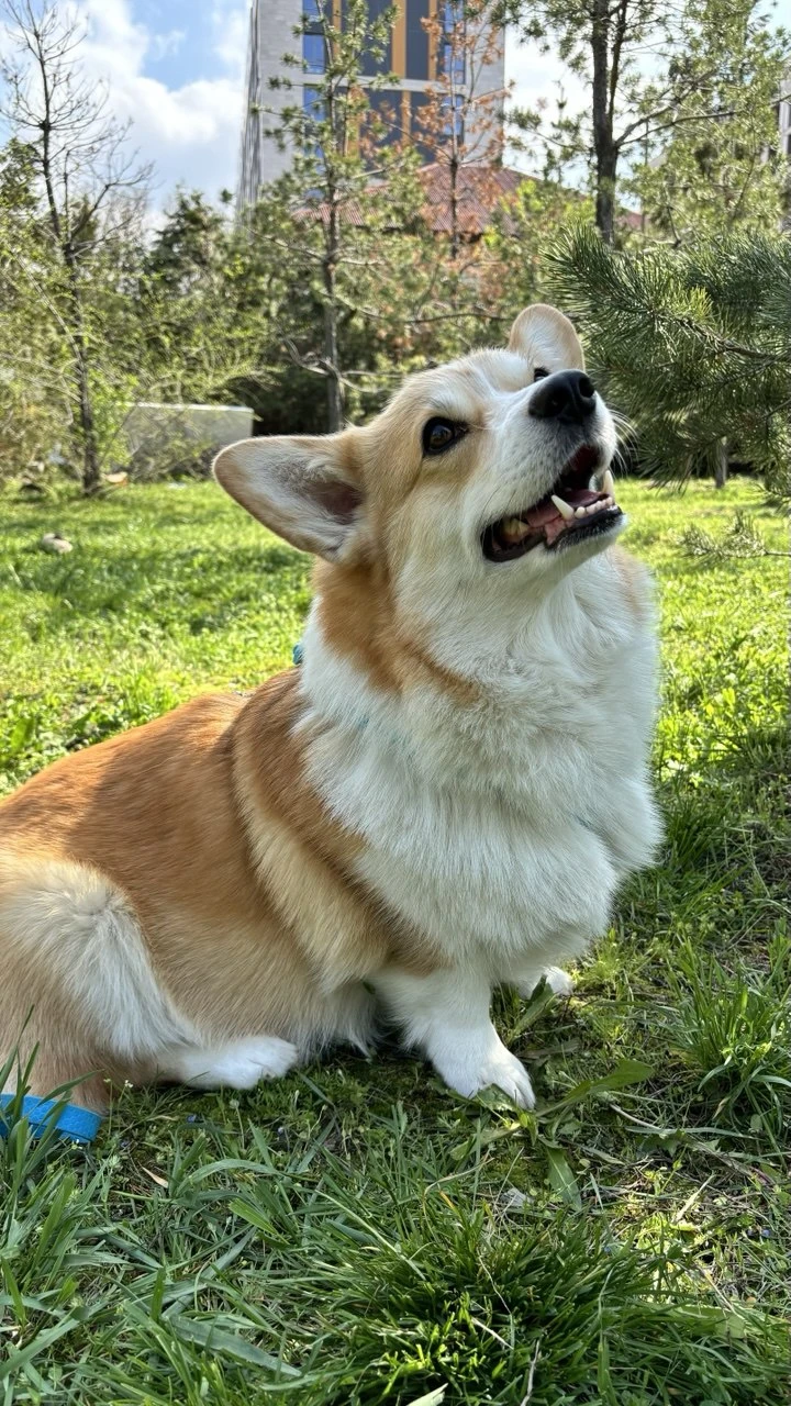 Дрессировка корги в Алматы